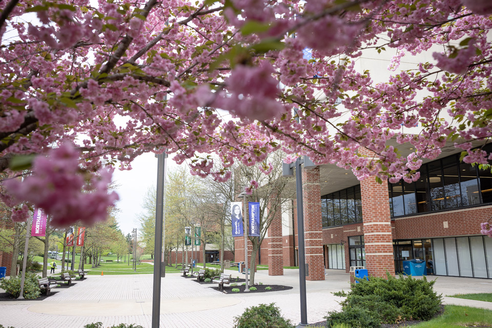 Blossoms on Bethlehem campus quad